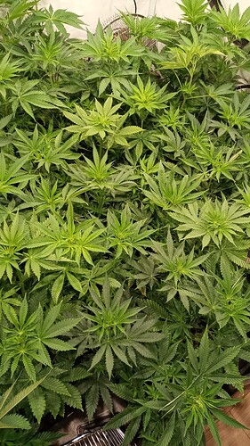 Growreport Bild 9