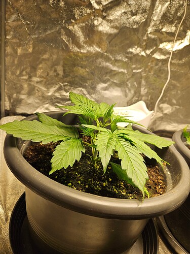 Growreport Bild 5
