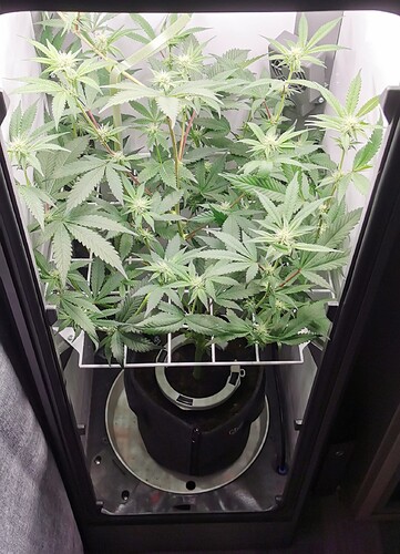 IMG_20240528_212419_edit_245228794713099