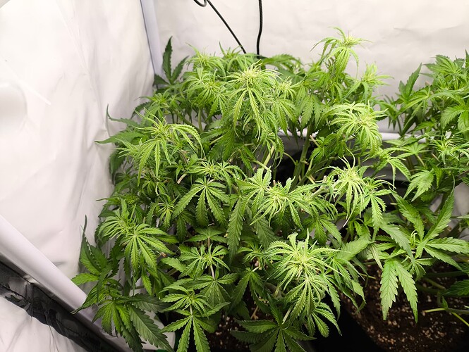 Growreport Bild 28