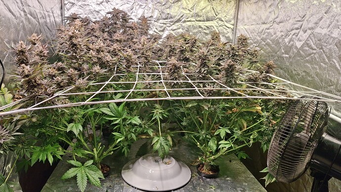 Growreport Bild 2