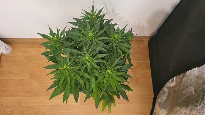 Growreport Bild 6