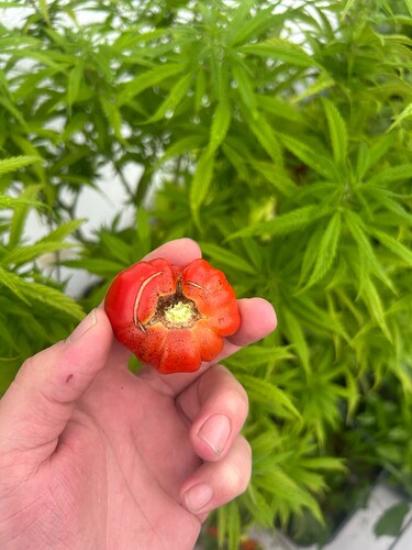 Growreport Bild 40