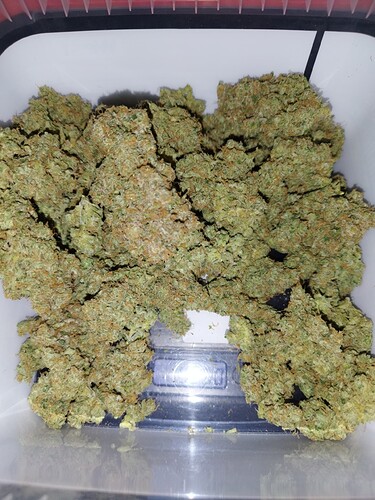 Ein Behälter voller getrockneter Cannabis-Buds, die auf einer Waage liegen.