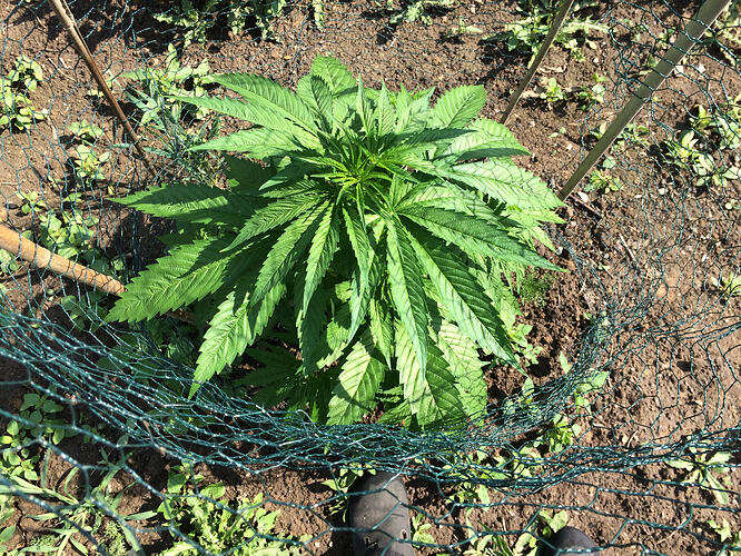 Grow2606284