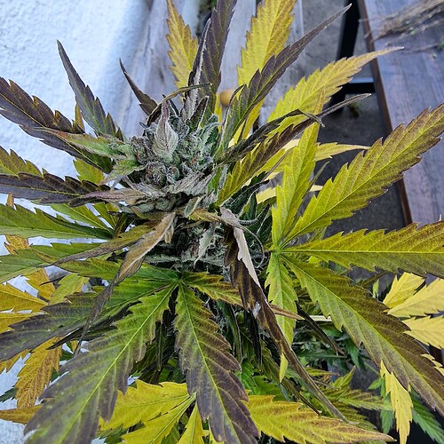 Growreport Bild 2
