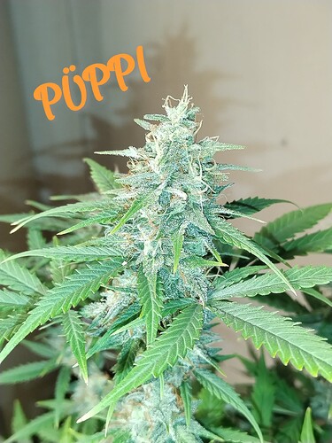 Growreport Bild 3