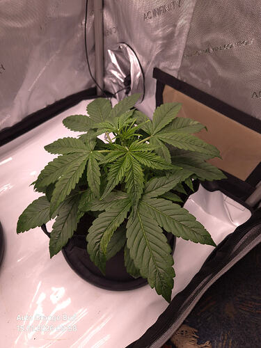Eine junge Cannabispflanze in einem Growzelt, aufgenommen von oben.
