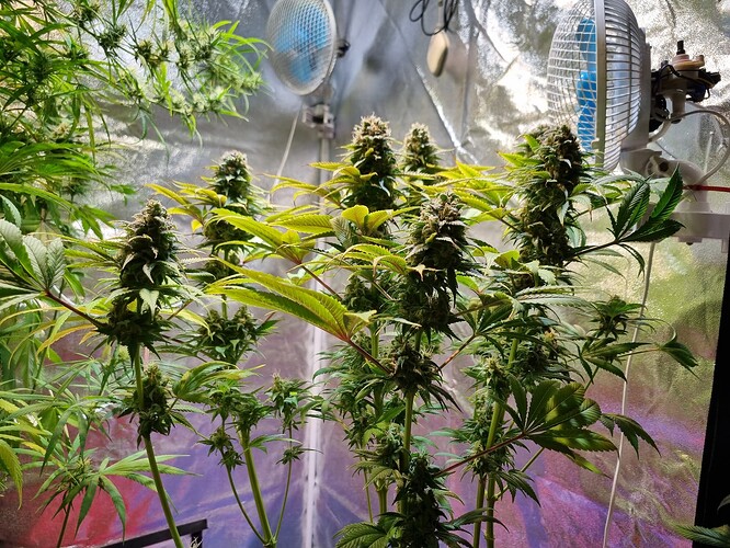 Mehrere blühende Cannabispflanzen in einem Zelt, mit Ventilatoren im Hintergrund.