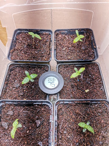 Lucky Hemp LT3