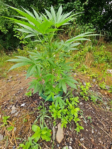 Growreport Bild 5