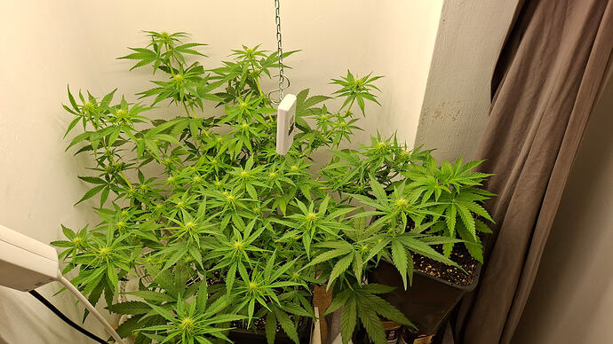 Growreport Bild 239