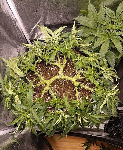 Growreport Bild 1