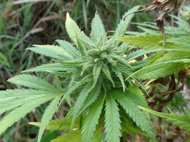 Durban Poison Oktober 3
