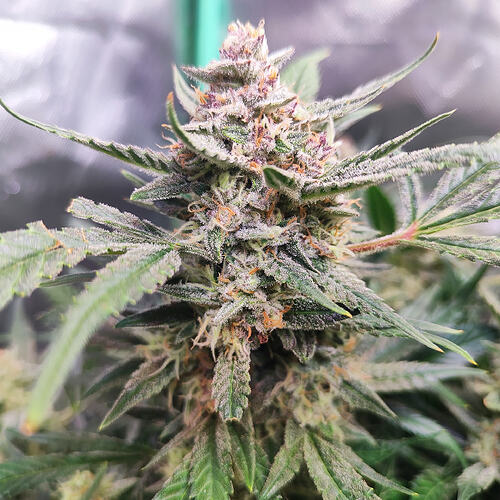 Growreport Bild 3
