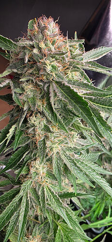 Growreport Bild 74