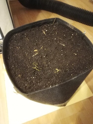 Growreport Bild 38