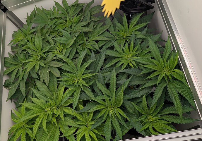 Growreport Bild 2