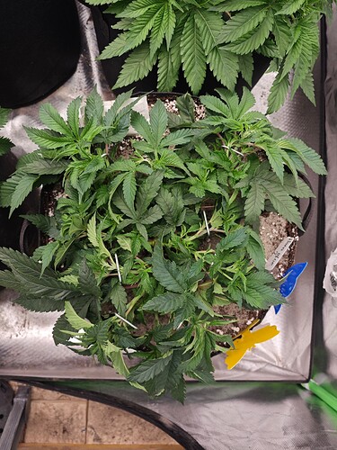 Growreport Bild 16