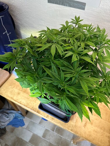 Growreport Bild 52