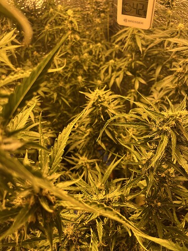 Growreport Bild 2