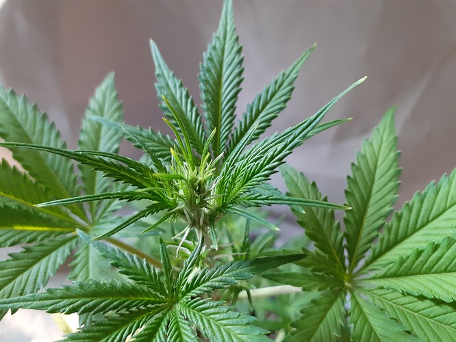 Growreport Bild 141