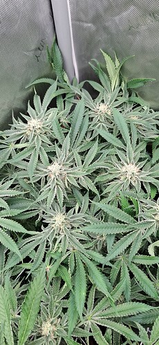 Growreport Bild 11