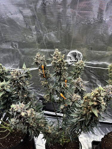 Growreport Bild 1