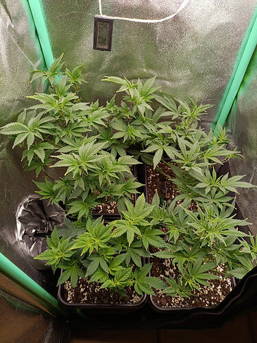 Growreport Bild 1