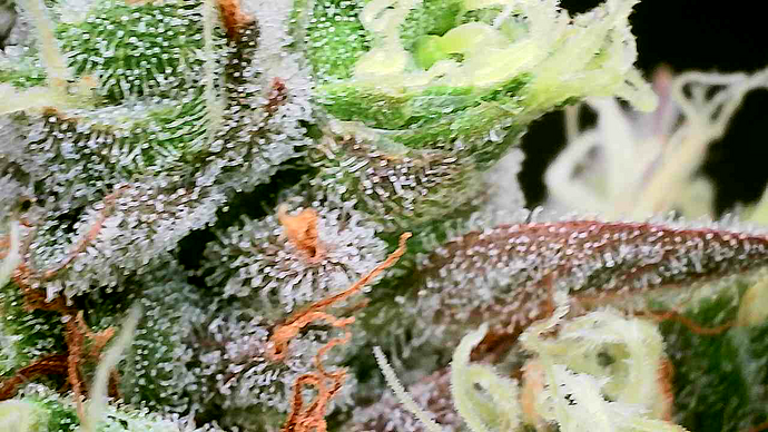 Nahaufnahme eines Cannabis-Buds mit deutlich sichtbaren Trichomen und Stempeln.