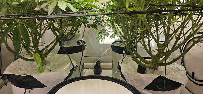 Growreport Bild 8