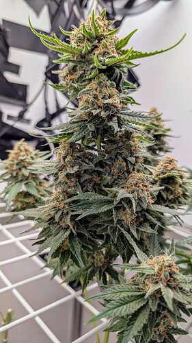 Growreport Bild 16