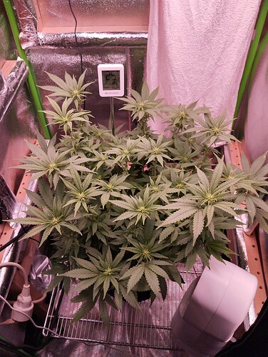 Growreport Bild 1