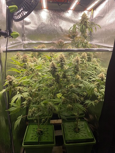 Growreport Bild 4