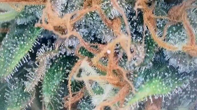 Growreport Bild 4