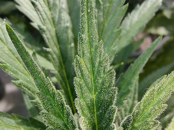 Growreport Bild 2