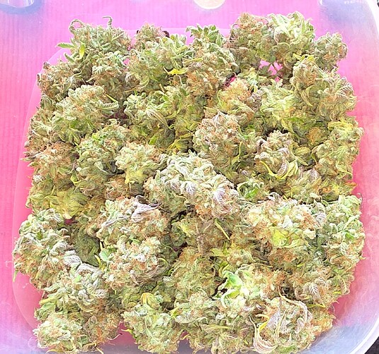 Growreport Bild 50
