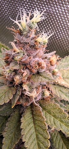 Growreport Bild 8