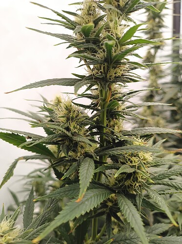 Growreport Bild 14