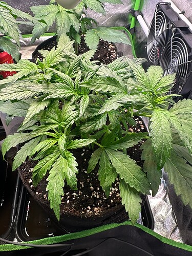 Growreport Bild 27