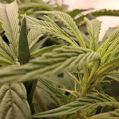 Growreport Bild 11