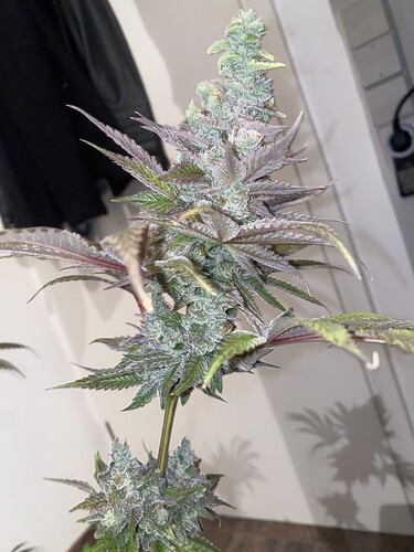 Growreport Bild 9