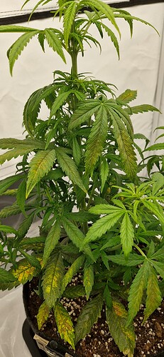 Growreport Bild 3