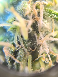 Growreport Bild 20