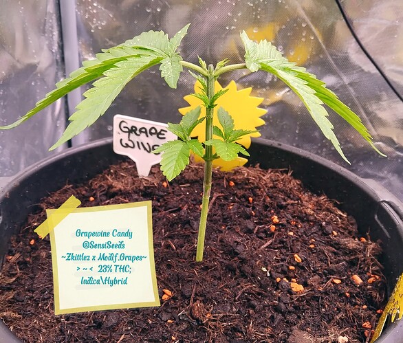 Growreport Bild 1