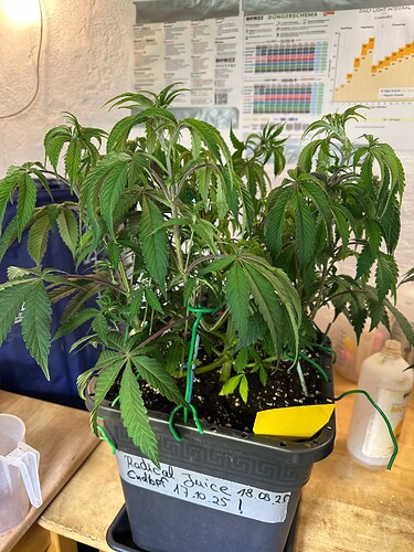 Growreport Bild 6