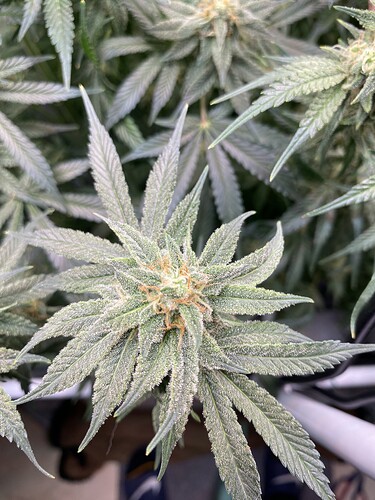 Growreport Bild 13