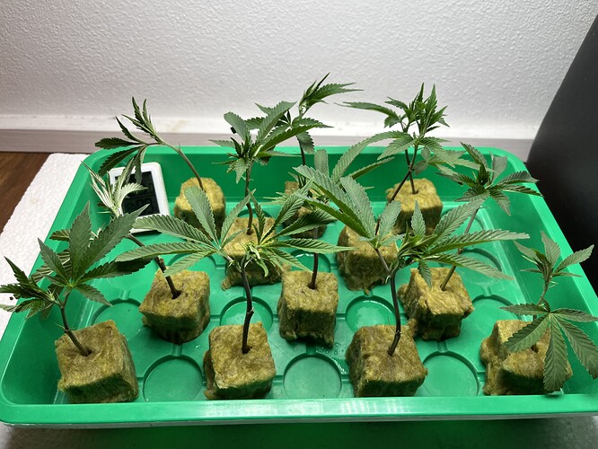Growreport Bild 62