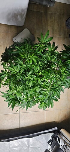 Growreport Bild 26