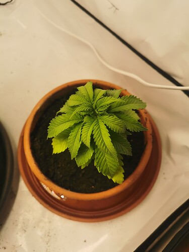 Growreport Bild 5